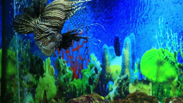 Lion fish in aquarium with blue backgroun