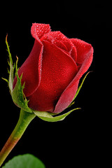 Mokra czerwona róża - 69801624