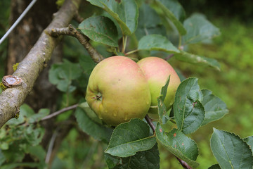 Pommes