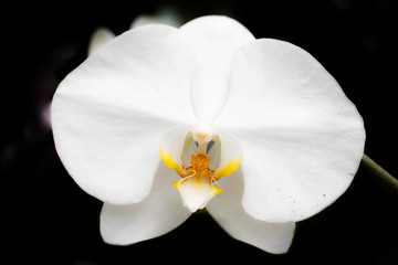 Fototapeta na wymiar Close-up of white orchids (phalaenopsis) against dark background