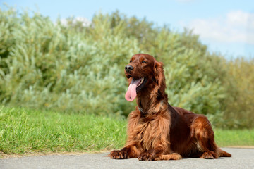 irish red setter