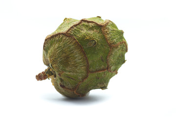 cypress cone isolated