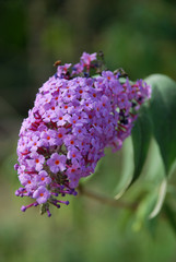 Purple Lilac flower