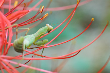 曼珠沙華のカマキリ