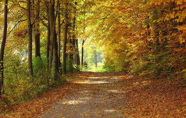 Landscape, view of path in autumnal park