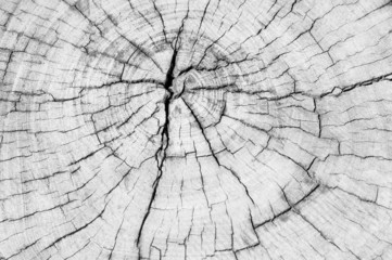 Black and white, texture of tree stump