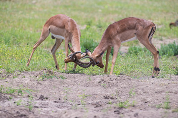 Two male impala fight in for the herd with best territory