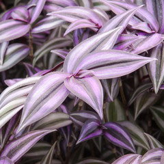 Tradescantia zebrina