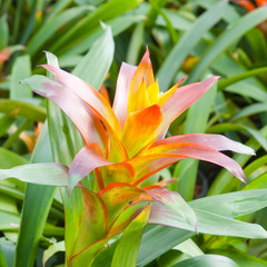 Multicolr Bromeliad