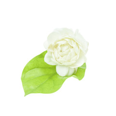 Jasmine flower and leaves isolated with clipping path.