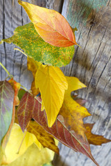 Autumn leaves on wooden board