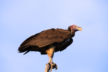 Lappet faced vulture sitting on branch in the morning sun waitin
