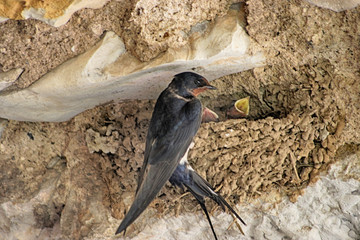 hirondelle et ses petits © Laendenal