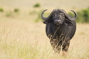 vrouwelijke Kaapse buffel