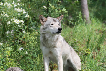 loup gris assis en nature