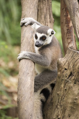 Ring-tailed lemur