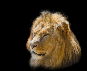 Portrait of a white lion on a black background
