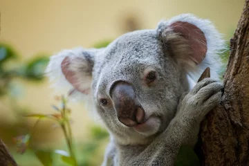 Zelfklevend Fotobehang Koala koalabeer in het bos