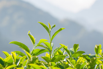Tea Leaf with morning