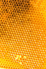 Fresh honey in comb