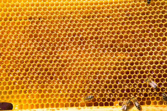  Honey cells pattern.bees work on honeycomb.