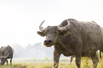 Obraz premium Buffalo in field thailand