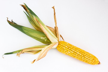 Corn ear with leaf