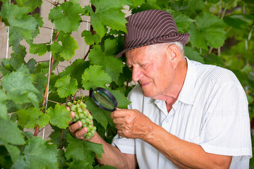 Senior winemaker in vineyard before harvest