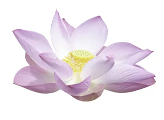 Papier Peint photo Lavable fleur de lotus Lotus isolé avec un tracé de détourage.