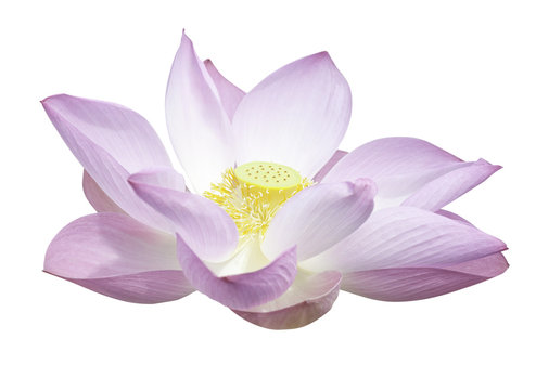 Fototapeta Lotus isolated with clipping path.