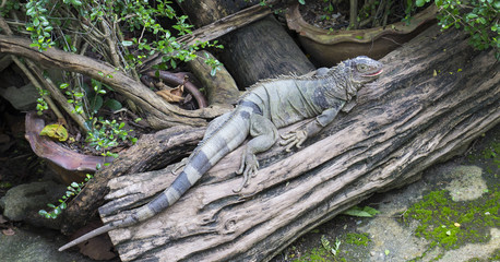 Obraz premium the iguana