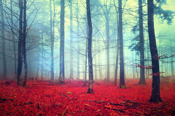 Scène de forêt d& 39 automne fantastique