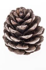 pine cone on white