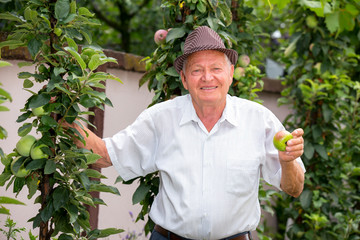 Senior man picking apples in an orchard