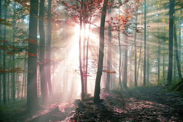 Mystic autumn foggy forest