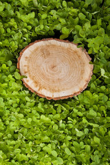 tree stump on the grass