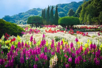 Photo sur Plexiglas Fleurs Jardin de fleurs