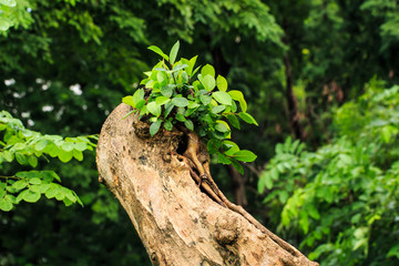 Tree were Cut but Still Alive.