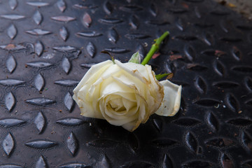 Old White Rose on The Black diamond plate steel