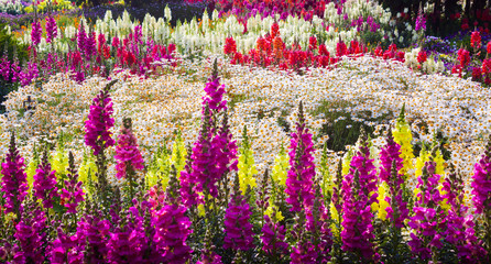 Obrazy  Ogród z kwiatami