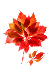 autumn red and yellow leaves isolated on white background