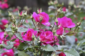 Rose Garden - Notre Dame Church Paris