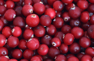Lot of Cranberry