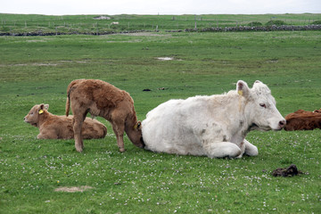 calves and mother resting on the green grass