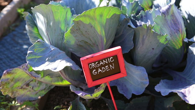 Vegetable garden