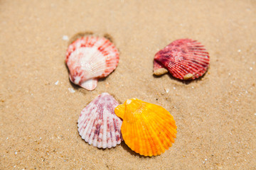 Sea shells on sand
