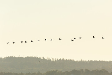 Mallards ducks flying