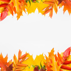 autumn leafs on white background