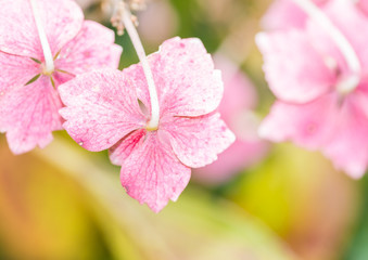 Obraz premium Bright Bracts