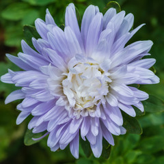 Grasping Aster
